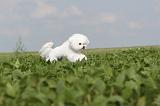 BICHON FRISE 197